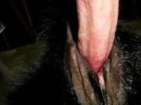 Animal Porn and Beastiality Image Board - Post 40379: beastf